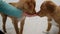 Toller puppies eating from owner hand