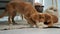 Toller puppies playing with toy and carpet