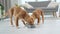 Toller puppies searching food near bowls