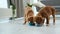 Toller puppies searching food near bowls