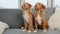 Toller puppies sitting on sofa at home