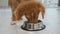 Toller puppy drinking water from bowl