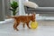 Toller puppy having fun at home