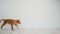 Toller puppy running to side in room
