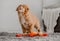 Toller Puppy Sits In Room With Bright Duck Toy