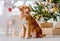 Toller retriever in Christmas time