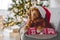 Toller retriever in Christmas time