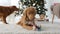 Toller retriever dog in Christmas time