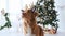 Toller retriever dog in Christmas time