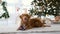 Toller retriever dog in Christmas time