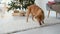 Toller retriever dog in Christmas time