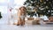 Toller retriever dog in Christmas time