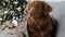 Toller retriever dog in Christmas time