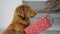 Toller retriever dog in Christmas time