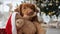 Toller retriever dog in Christmas time