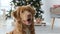 Toller retriever dog in Christmas time