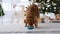 Toller retriever dog in Christmas time