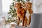 Toller retriever dogs in Christmas time