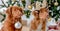 Toller retriever dogs in Christmas time