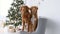 Toller retriever dogs in Christmas time