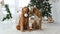 Toller retriever dogs in Christmas time