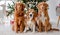 Toller retrievers and beagle in Christmas time