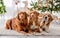 Toller retrievers and beagle in Christmas time