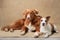 A Tolling Retriever and Jack Russell share a serene moment in a studio setting.