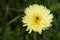 Tolpis barbata blossom in the nature