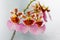 Tolumnia fancy flower, Closed up orchid