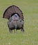 Tom Turkey spreads his tail feathers in a field of green grass.