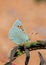 Tomares romanovi, or Romanoff`s hairstreak butterfly , butterflies of Iran
