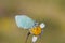 Tomares romanovi , Romanoff`s hairstreak butterfly on yellow flower