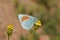 Tomares romanovi, Romanoff`s hairstreak butterfly on yellow flower, butterflies of Iran