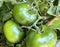 tomates verdes creciendo y madurando en la planta