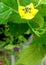 Tomatillo flower