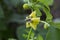 Tomatillo Flower