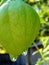 Tomatillo fruit in plant. Completely rain soaked