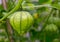 Tomatillo Young Organic Plant Physalis Philadelphica