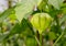 Tomatillo Young Organic Plant Physalis Philadelphica