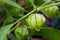 Tomatillo Young Organic Plant Physalis Philadelphica
