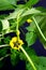 Tomatillo Young Plant on Dark Background