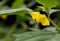 Tomatillo Young Plant on Dark Background