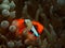 Tomato Anemonefish