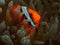 Tomato Anemonefish