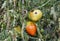 Tomato anthracnosis. Sick tomato plant affected by disease vertex rot