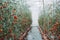 Tomato berry in the greenhouse close up