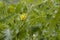 Tomato bloom yellow flower