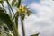 Tomato blooms on sky background