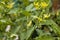 Tomato blooms with yellow flowers